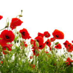 poppies in a field